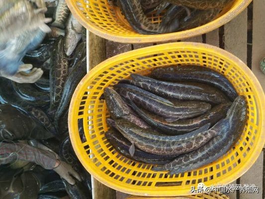 黑影道人魚養殖成本分析，黑影道人魚養殖的主要成本構成