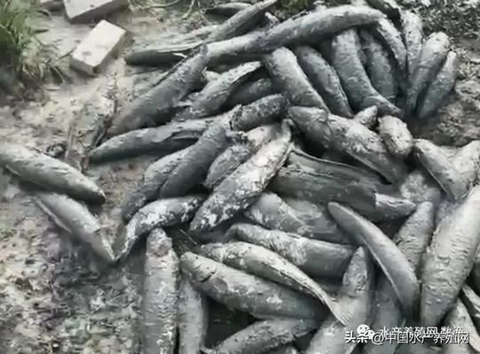 黑影道人魚養(yǎng)殖成本分析，黑影道人魚養(yǎng)殖的主要成本構(gòu)成
