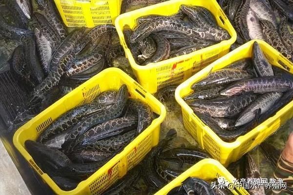 黑影道人魚養(yǎng)殖成本分析，黑影道人魚養(yǎng)殖的主要成本構(gòu)成