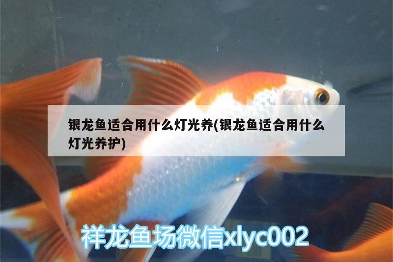 銀龍魚適合用什么燈光養(銀龍魚適合用什么燈光養護)
