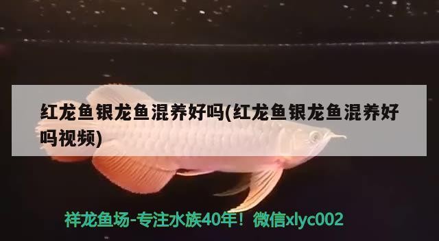 紅龍魚銀龍魚混養好嗎(紅龍魚銀龍魚混養好嗎視頻)
