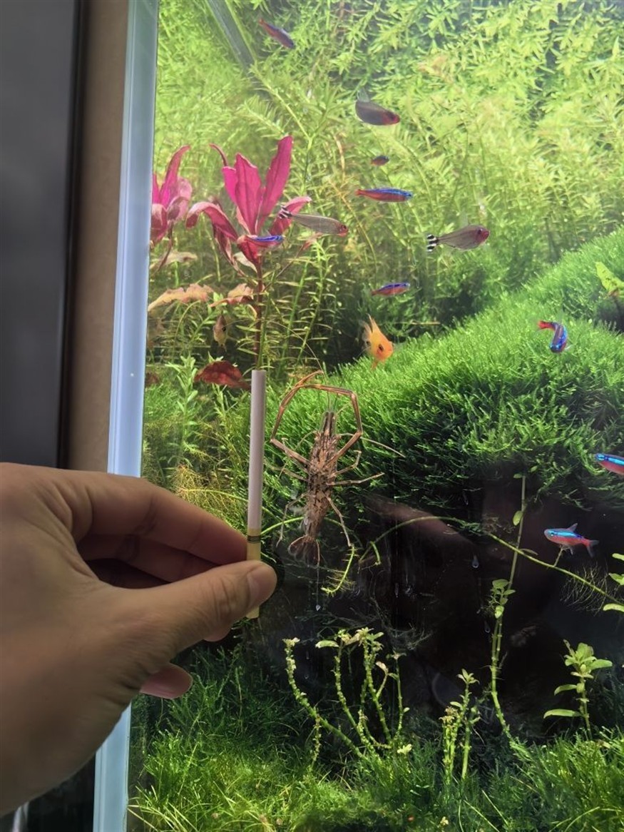 大魚缸養魚多久換一次水合適