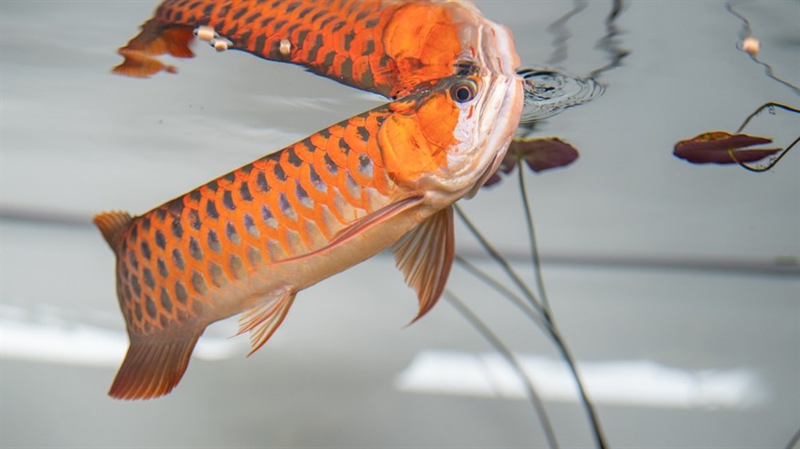 搬家了,沒地方養了 龍魚論壇 第3張 搬家了,沒地方養了 搬家了,沒地方養了 龍魚論壇 第3張