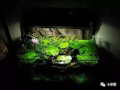 金龍魚和虎魚可以和什么魚混養：金龍魚和虎魚可以和什么魚混養呢