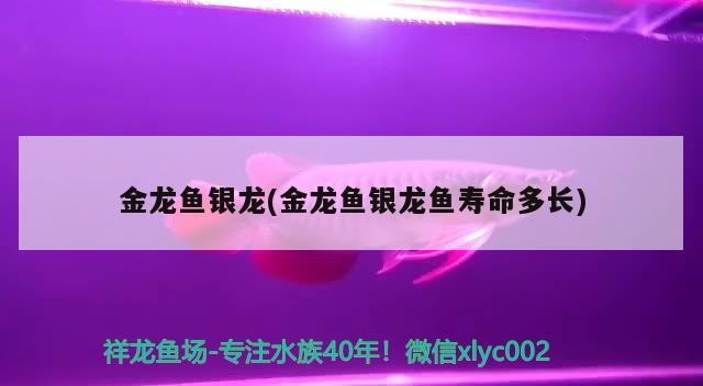金龍魚銀龍(金龍魚銀龍魚壽命多長)