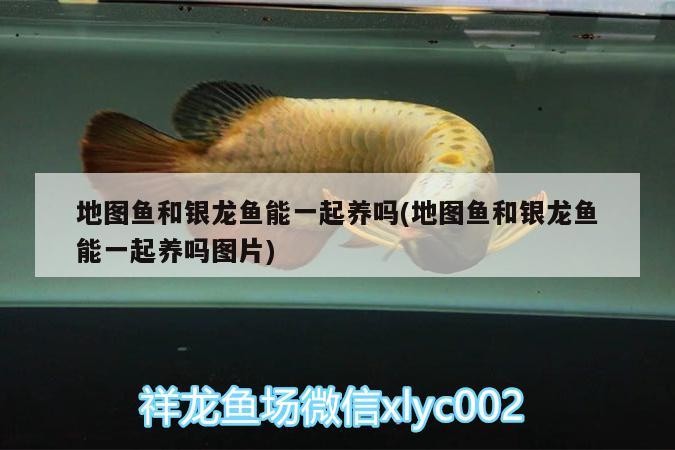 地圖魚和銀龍魚能一起養嗎(地圖魚和銀龍魚能一起養嗎圖片)