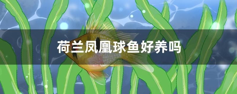 荷蘭鳳凰球魚好養嗎