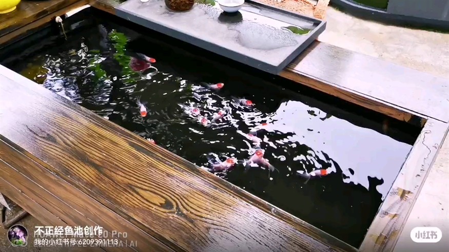 別樣錦鯉地缸