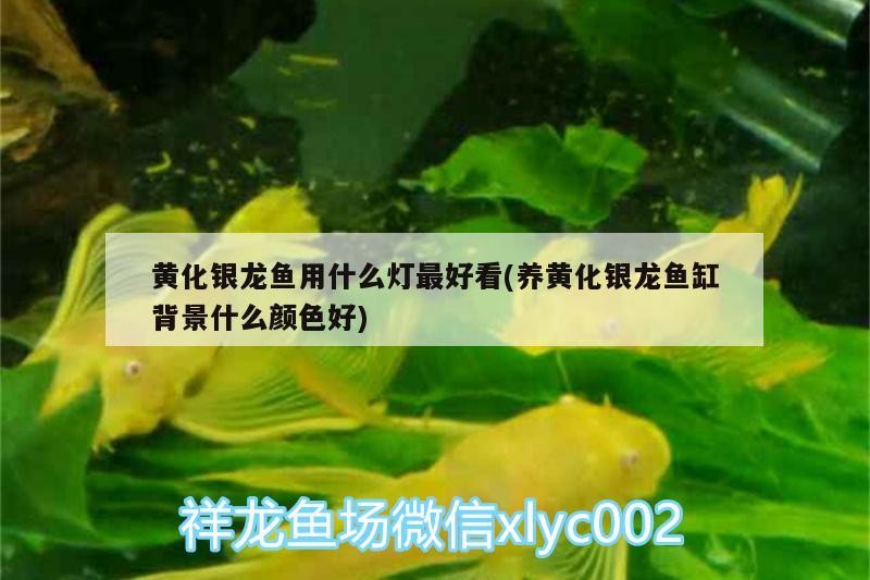 黃化銀龍魚用什么燈最好看(養黃化銀龍魚缸背景什么顏色好)
