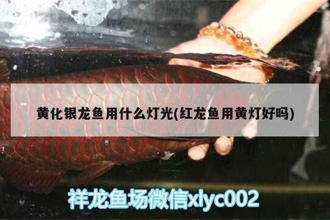 黃化銀龍魚用什么燈光(紅龍魚用黃燈好嗎)