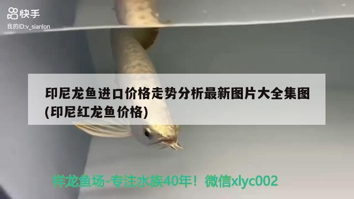 印尼龍魚(yú)進(jìn)口價(jià)格走勢(shì)分析最新圖片大全集圖(印尼紅龍魚(yú)價(jià)格) 印尼龍魚(yú)進(jìn)口價(jià)格走勢(shì)分析最新圖片大全集圖(印尼紅龍魚(yú)價(jià)格) 紅龍魚(yú)百科