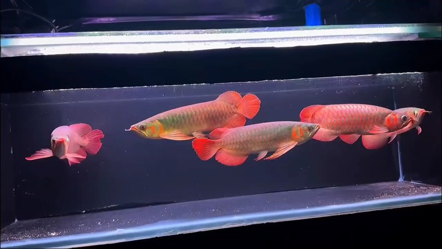 養龍的中途都是混養