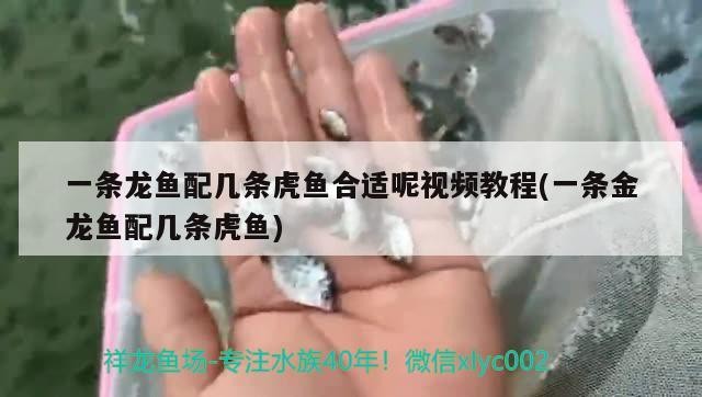 一條龍魚配幾條虎魚合適呢視頻教程(一條金龍魚配幾條虎魚) 一條龍魚配幾條虎魚合適呢視頻教程(一條金龍魚配幾條虎魚) 虎魚百科