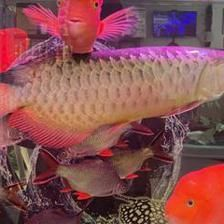 龍魚到家10天不開口了正常嗎為什么