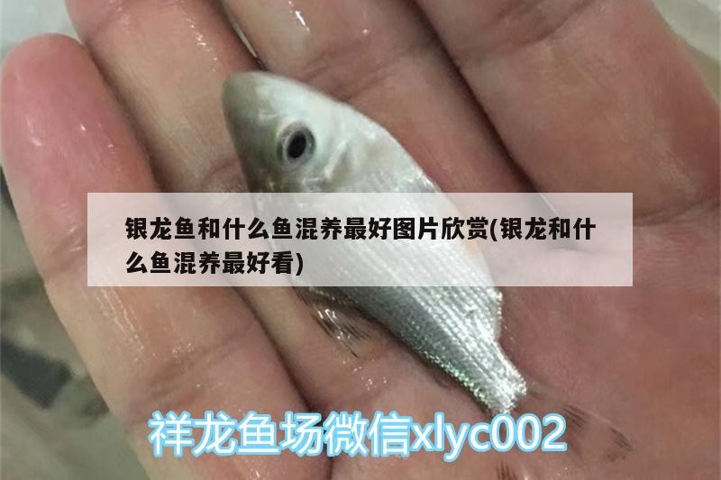 銀龍魚和什么魚混養最好圖片欣賞(銀龍和什么魚混養最好看)