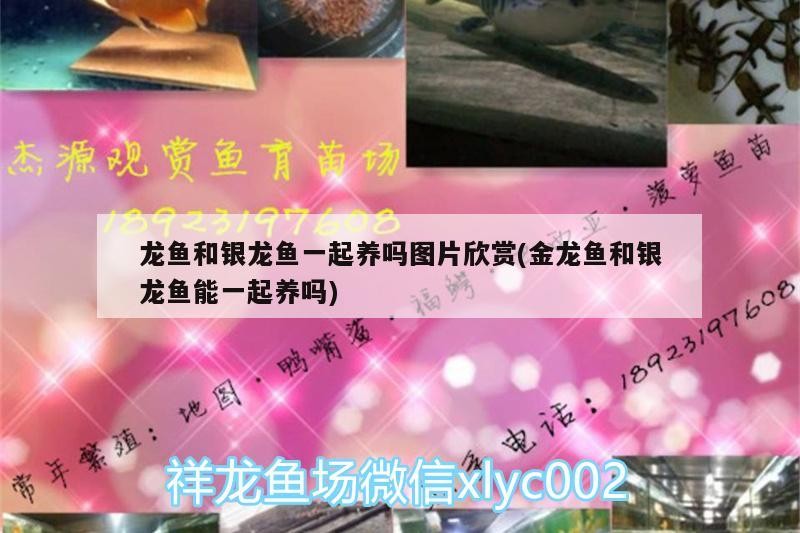 龍魚和銀龍魚一起養(yǎng)嗎圖片欣賞(金龍魚和銀龍魚能一起養(yǎng)嗎) 龍魚和銀龍魚一起養(yǎng)嗎圖片欣賞(金龍魚和銀龍魚能一起養(yǎng)嗎) 銀龍魚百科