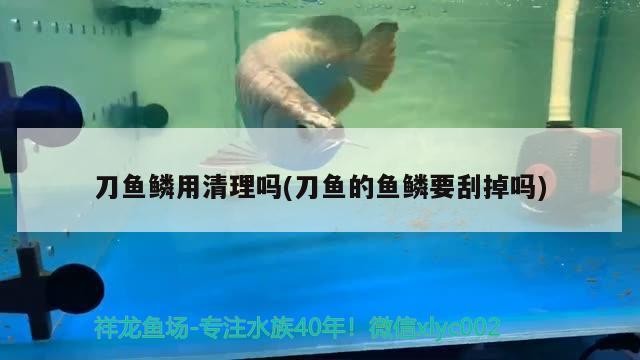刀魚鱗用清理嗎(刀魚的魚鱗要刮掉嗎) 刀魚鱗用清理嗎(刀魚的魚鱗要刮掉嗎) 豬鼻龜百科