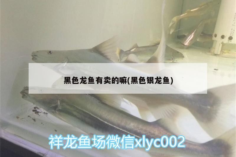 黑色龍魚有賣的嘛(黑色銀龍魚)