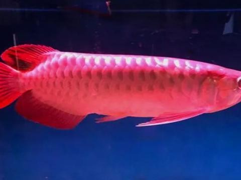 給大魚缸換水的作文:體驗給大魚缸換水的樂趣:體驗給大魚缸換水:給大魚缸換水的作文 龍魚虎魚混養幾條合適呢(龍魚虎魚混養幾條合適呢) 虎魚百科 龍魚虎魚混養幾條合適呢(龍魚虎魚混養幾條合適呢) 龍魚虎魚混養幾條合適呢(龍魚虎魚混養幾條合適呢) 虎魚百科