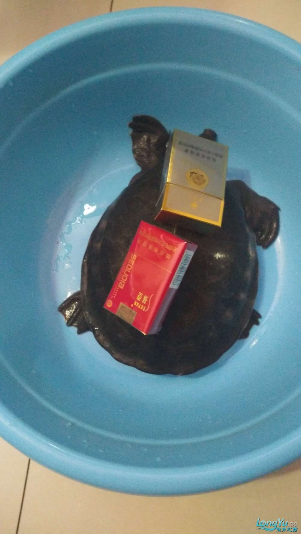 誠(chéng)心出售純?nèi)∧岽旨y泰北大豬鼻龜 誠(chéng)心出售純?nèi)∧岽旨y泰北大豬鼻龜 豬鼻龜百科 第6張
