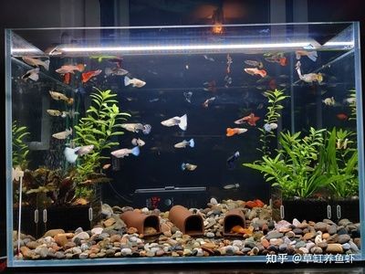 白色魚缸養(yǎng)什么魚好看：如何在小型魚缸中布置好看的場景