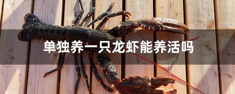單獨養一只龍蝦能養活嗎