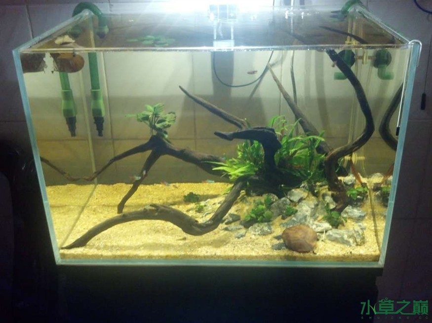 不用水草的魚缸造景好嗎:魚缸造景不一定需要水草 魚缸百科 第1張 不用水草的魚缸造景好嗎:魚缸造景不一定需要水草 不用水草的魚缸造景好嗎:魚缸造景不一定需要水草 魚缸百科 第1張