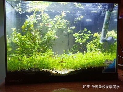 不用水草的魚缸造景好嗎:魚缸造景不一定需要水草 魚缸百科 第3張 不用水草的魚缸造景好嗎:魚缸造景不一定需要水草 不用水草的魚缸造景好嗎:魚缸造景不一定需要水草 魚缸百科 第3張