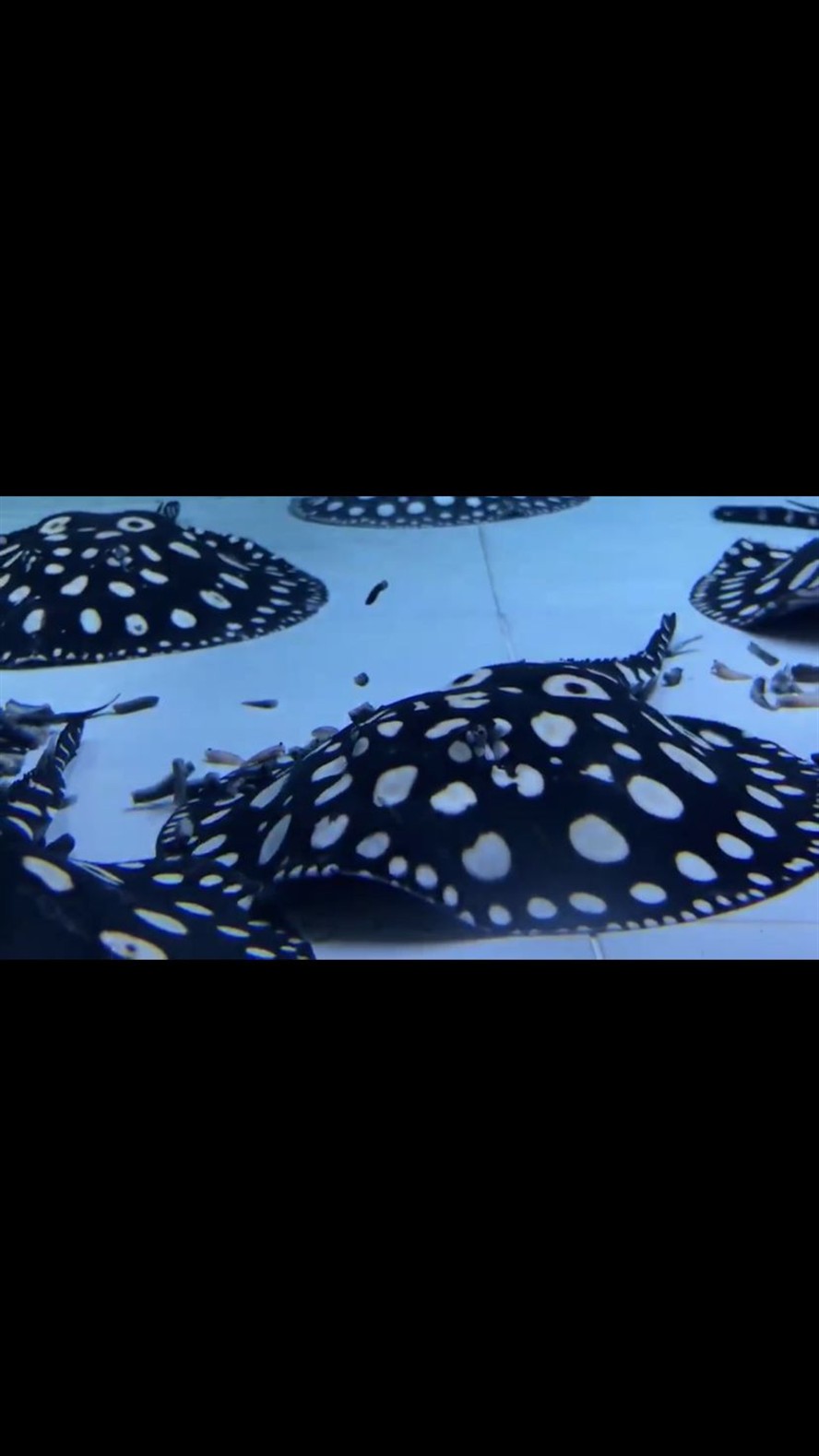 麗江水族館魟魚難飼養(yǎng)嗎？