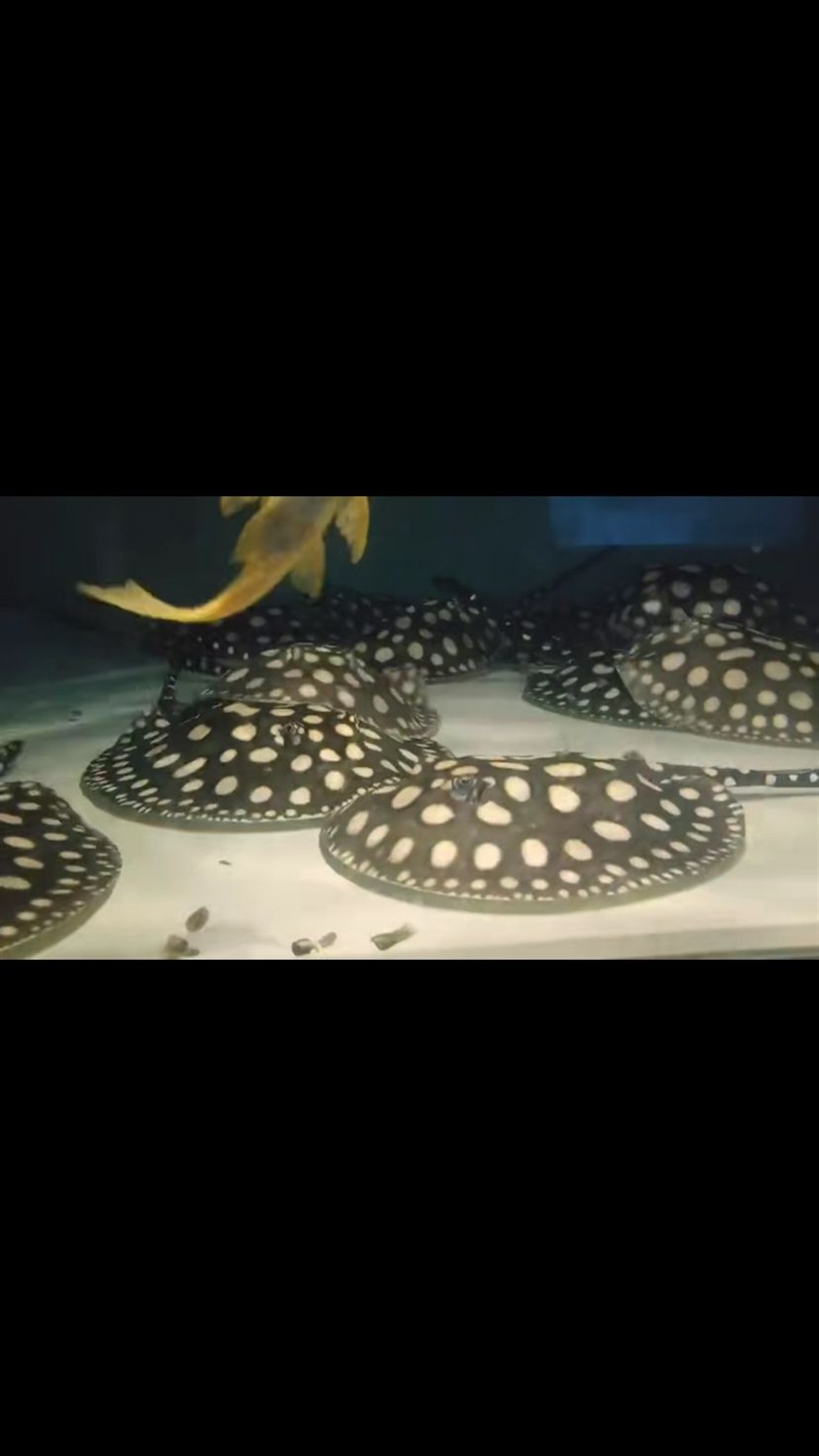 麗江水族館魟魚難飼養(yǎng)嗎？