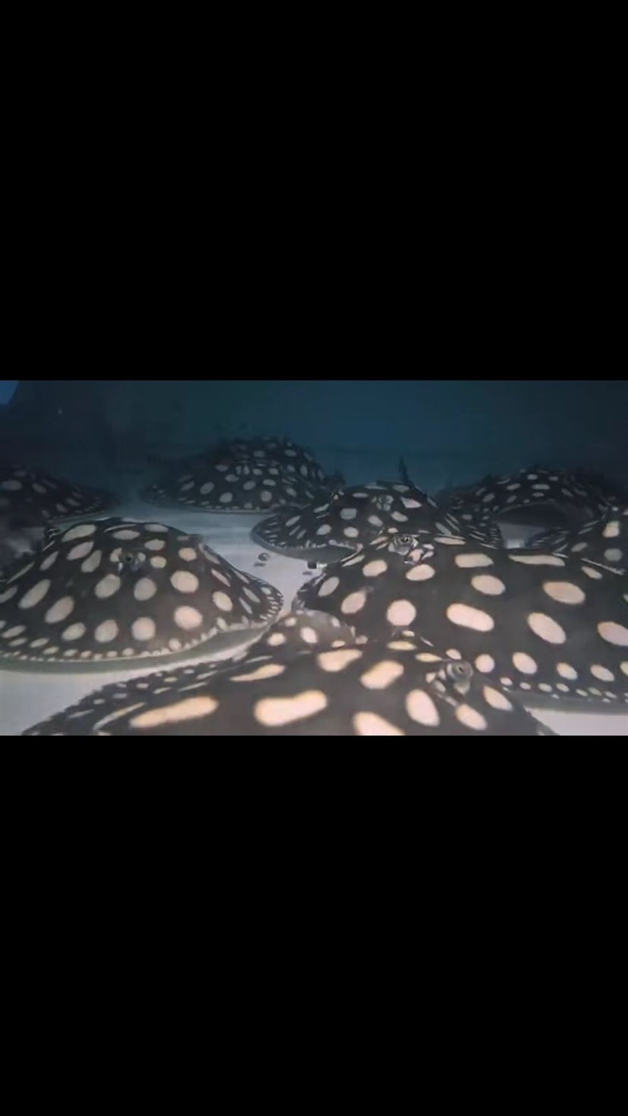 麗江水族館魟魚難飼養嗎？ 麗江水族館魟魚難飼養嗎？ 紅龍魚百科 第4張