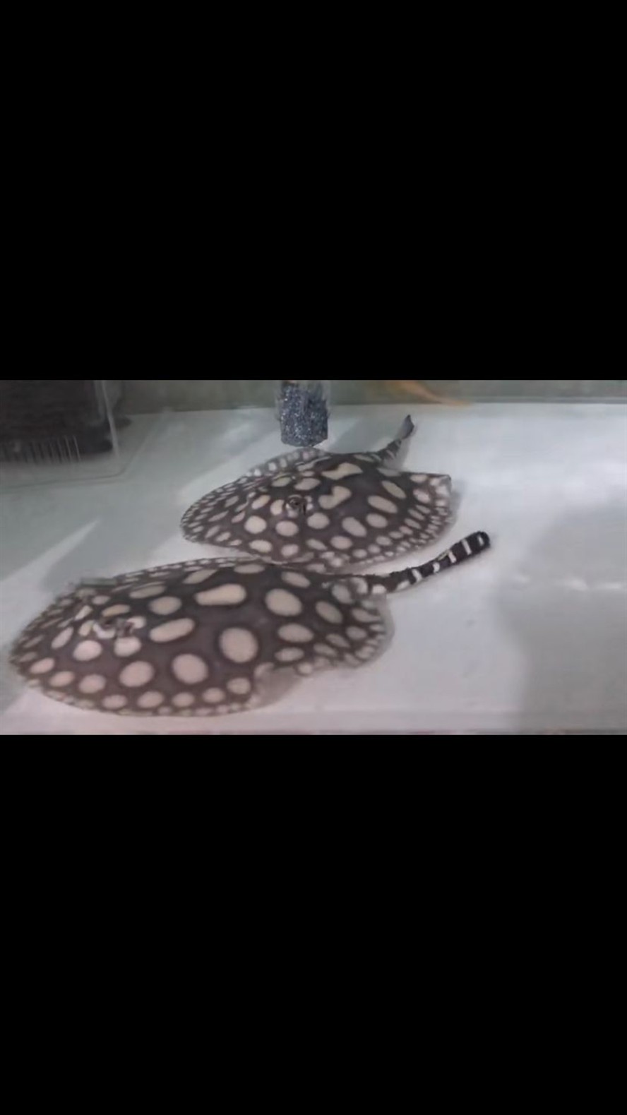 麗江水族館魟魚難飼養嗎？ 麗江水族館魟魚難飼養嗎？ 紅龍魚百科 第5張