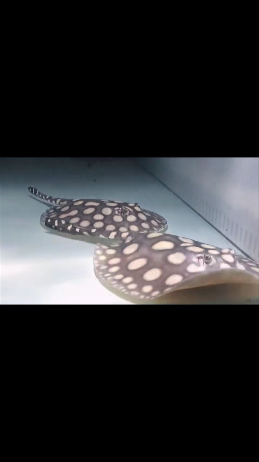 麗江水族館魟魚難飼養嗎？ 麗江水族館魟魚難飼養嗎？ 紅龍魚百科 第6張