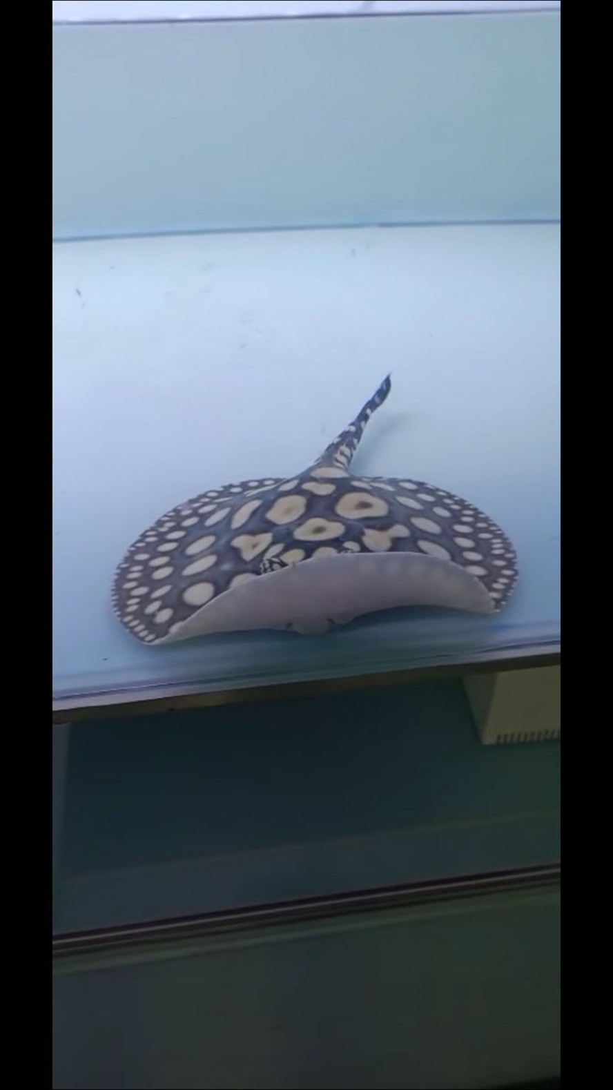 麗江水族館魟魚難飼養嗎？ 麗江水族館魟魚難飼養嗎？ 紅龍魚百科 第7張