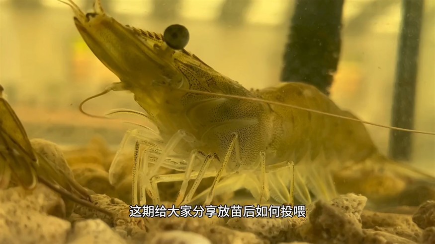 如何投喂蝦苗 如何投喂蝦苗 龍魚論壇