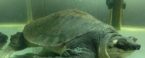豬鼻龜是幾級保護動物圖片：豬鼻龜屬于國家二級保護動物圖片及名稱視頻及名稱視頻
