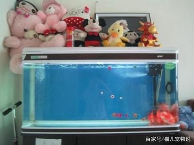 多久給魚缸換水：給魚缸換水的頻率和注意事項(xiàng)