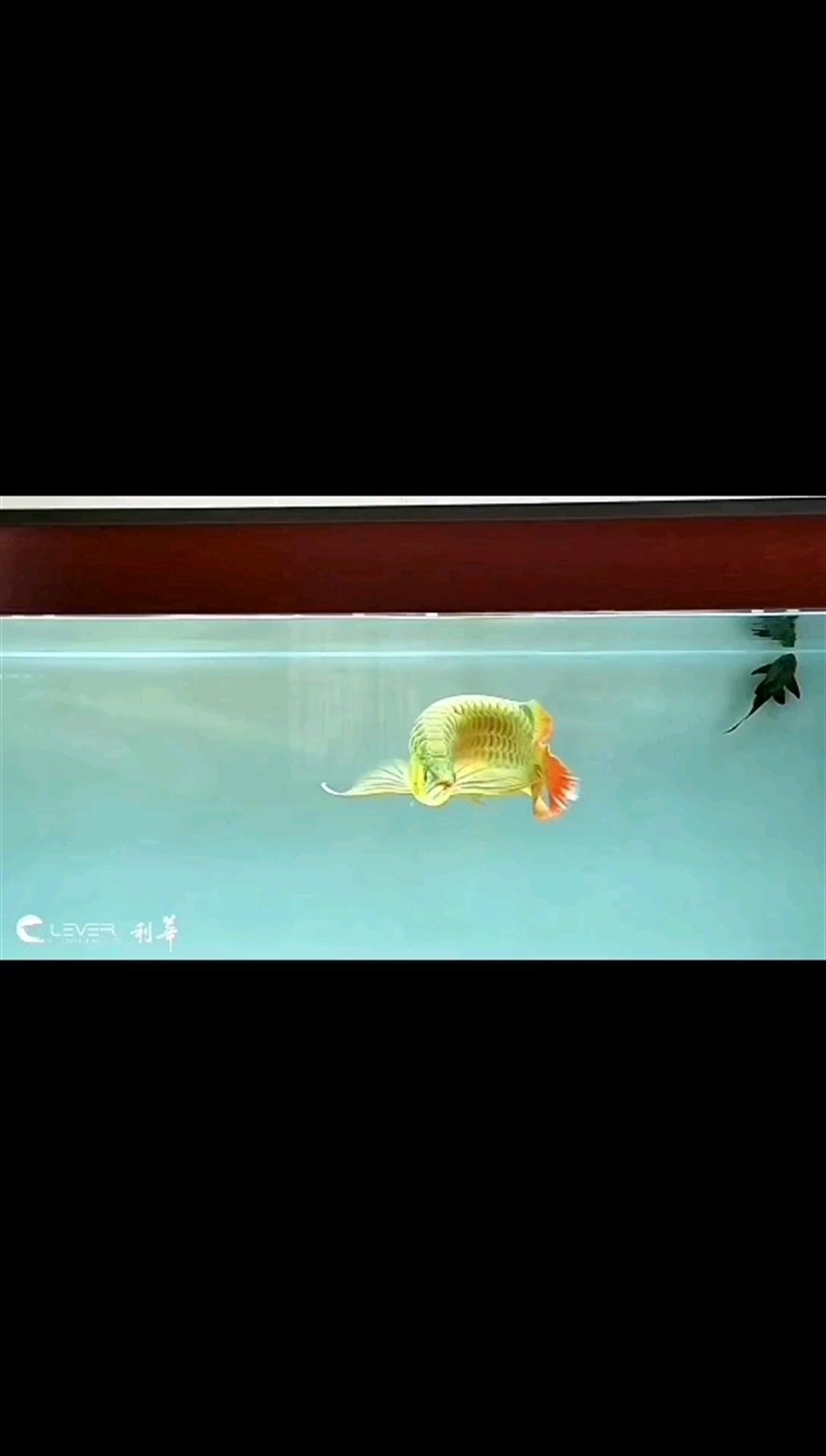 小紅龍大家覺得怎么樣 小紅龍大家覺得怎么樣 龍魚論壇