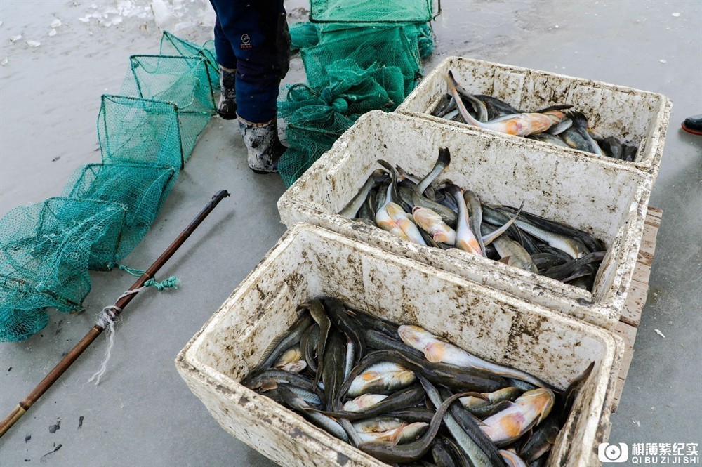 虎魚吃什么【虎魚不吃蝦肉怎么辦】