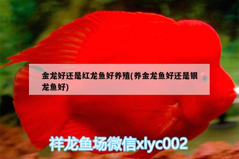 金龍好還是紅龍魚好養(yǎng)殖(養(yǎng)金龍魚好還是銀龍魚好)