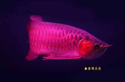 龍魚都有哪些品牌的 龍魚都有哪些品牌的 龍魚百科 第1張