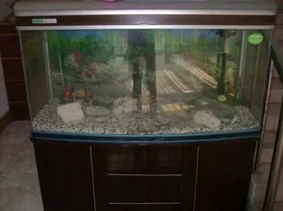 東南朝向的房子魚缸適合哪個位置養魚呢：東南朝向的房子養魚風水