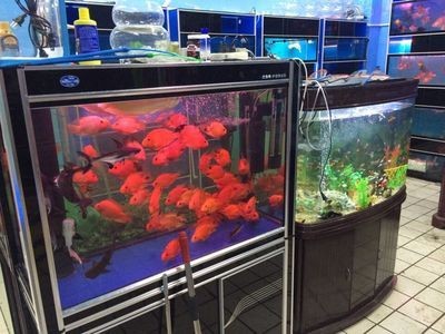 便宜魚缸和品牌魚缸的差別是什么：便宜魚缸與品牌魚缸的區別