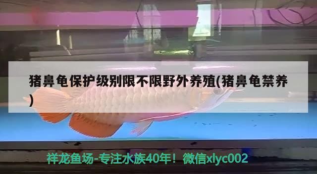 豬鼻龜保護級別限不限野外養殖(豬鼻龜禁養)