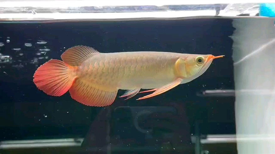 霸氣不側漏