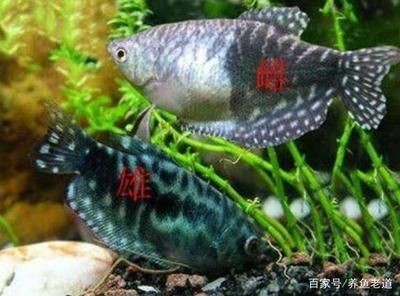 龍魚吃哪種小魚好養一點