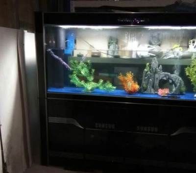 大魚缸什么牌子好：如何選擇大魚缸？