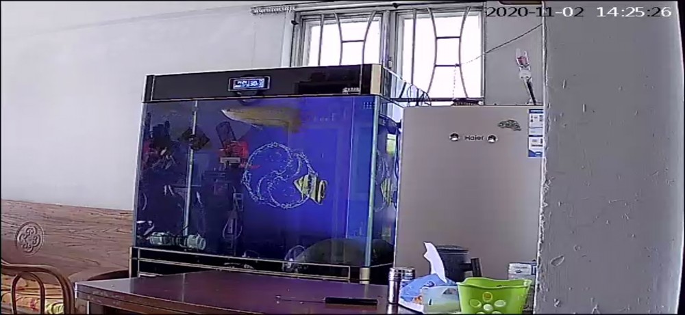 豬鼻龜太大龍魚總是受驚