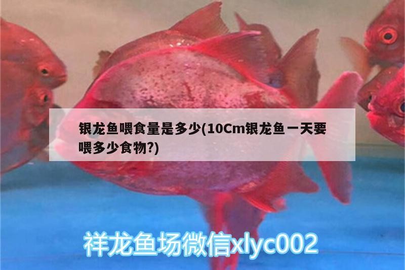 銀龍魚喂食量是多少(10Cm銀龍魚一天要喂多少食物?)