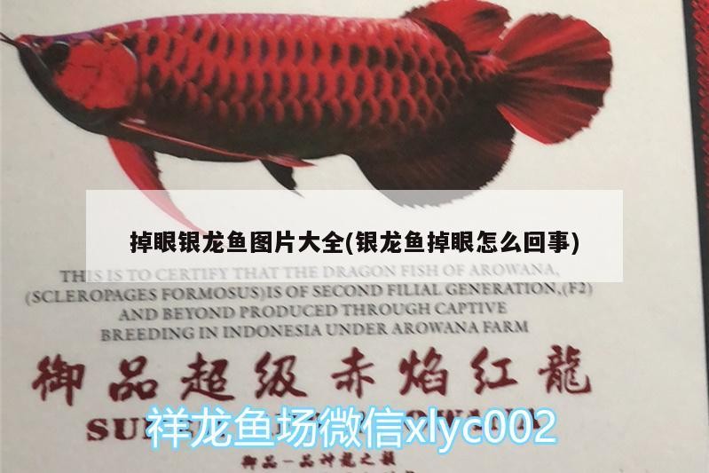 掉眼銀龍魚圖片大全(銀龍魚掉眼怎么回事)
